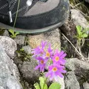 ミモザの画像