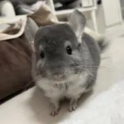 Ayaの画像