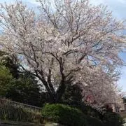 のなこの画像