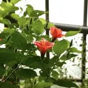 はなの画像
