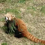 intelの画像