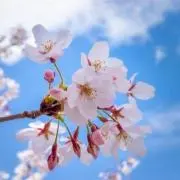 さくらの画像