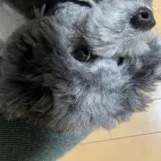 チョコ
