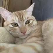 ぽこニャンの画像