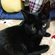 さくら（纏め売り、値下げ交渉可能の画像