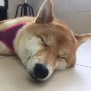もなこ