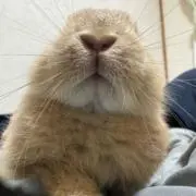 KKの画像