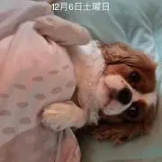 柚子湯
