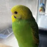 kumi
