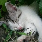 キムラ