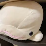 Uka( ¨̮ )︎︎♡の画像