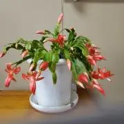 メデューサの画像