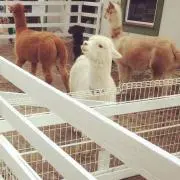 asの画像
