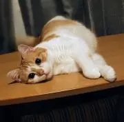 アプリコット✿の画像