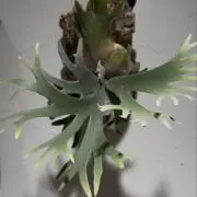 plant boyの画像