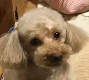 くうちゃんの画像