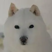 Umiyukiの画像