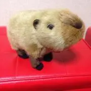 ★てぃむ★