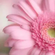はなこ❃の画像