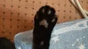 おにきゅの画像