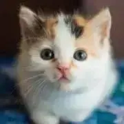 チパンQの画像