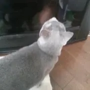 ポンタ