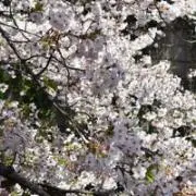 塚本の画像