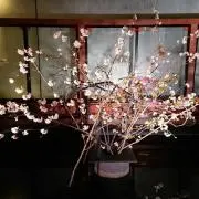 桜咲桜子の画像