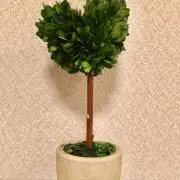 やよの画像