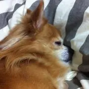 みかのすけの画像