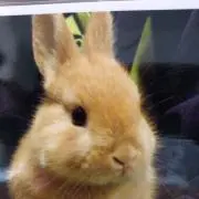 あずきな子の画像