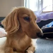 ゆかの画像