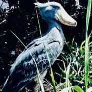 vanillaの画像