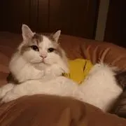 かおP
