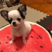 きありの画像