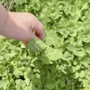 4つ葉※プロフ見てねの画像
