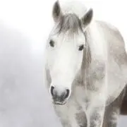 あいの画像