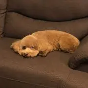 ずーちゃん