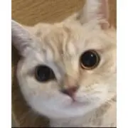りりの画像