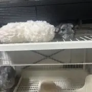 ニル