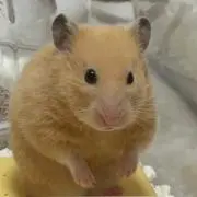 K.Nの画像