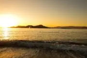 白い鳥の画像