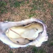 食いしん坊の画像