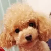 きなこの画像