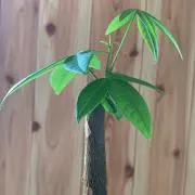むつの画像