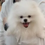 翔の画像