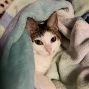 ほるちゃん