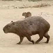 うさぎさんのはねの画像