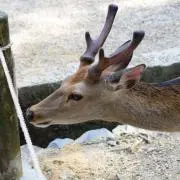 saの画像