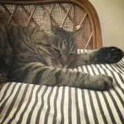 こうめ
